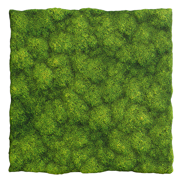 Moss Texture (Plane)