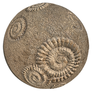 Fossil Rock Texture