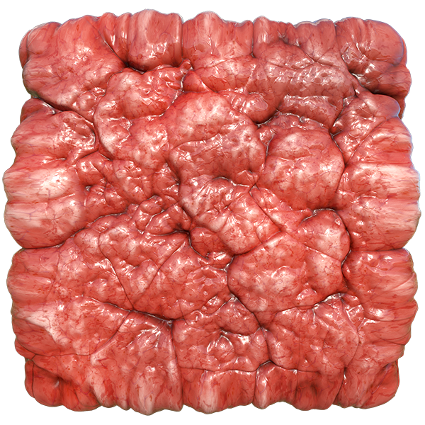 Bloody Organ, Intestine or Flesh Texture (Plane)