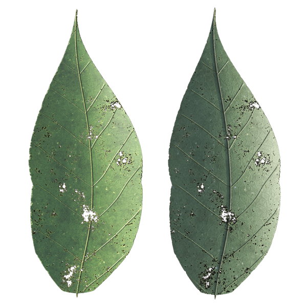 Leaf Generator