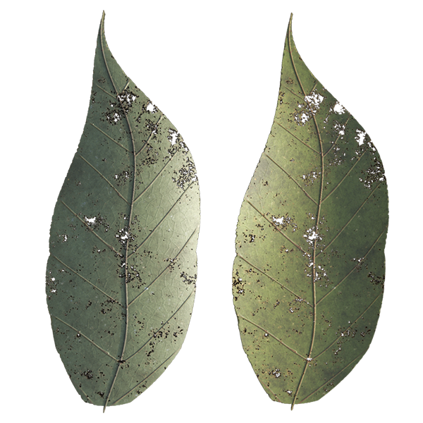 Leaf Generator