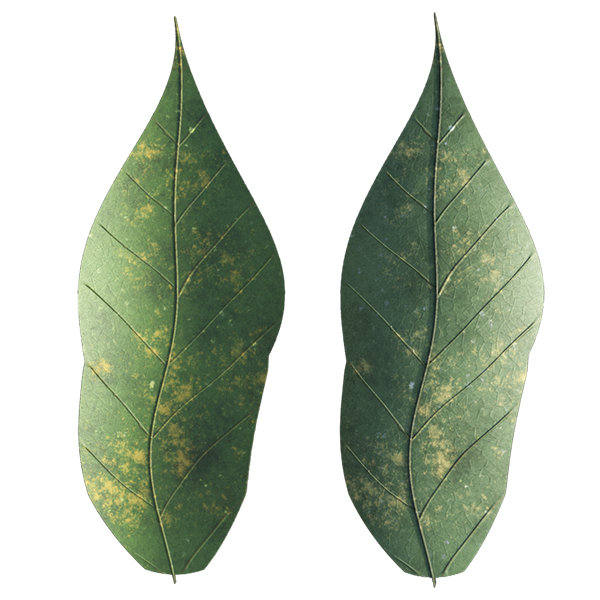 Leaf Generator