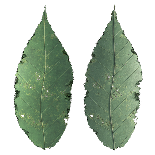 Leaf Generator