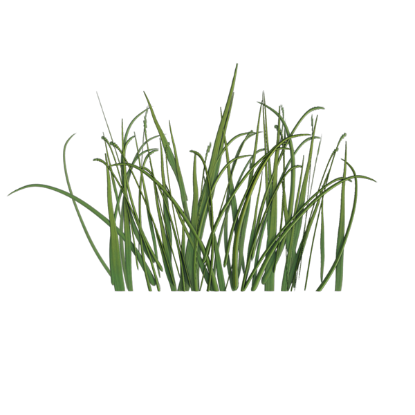 Grass Texture Generator (Plane)