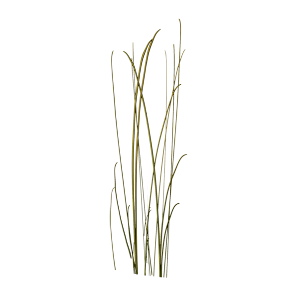 Long Grass Texture (Cylinder)