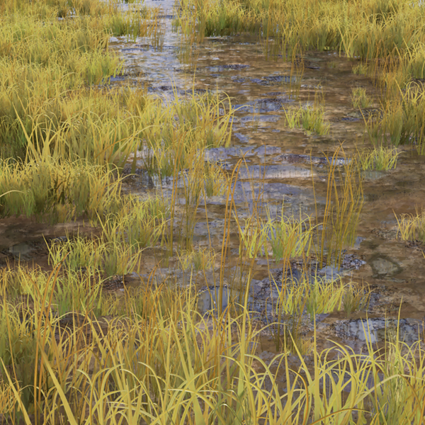 Long Grass Texture