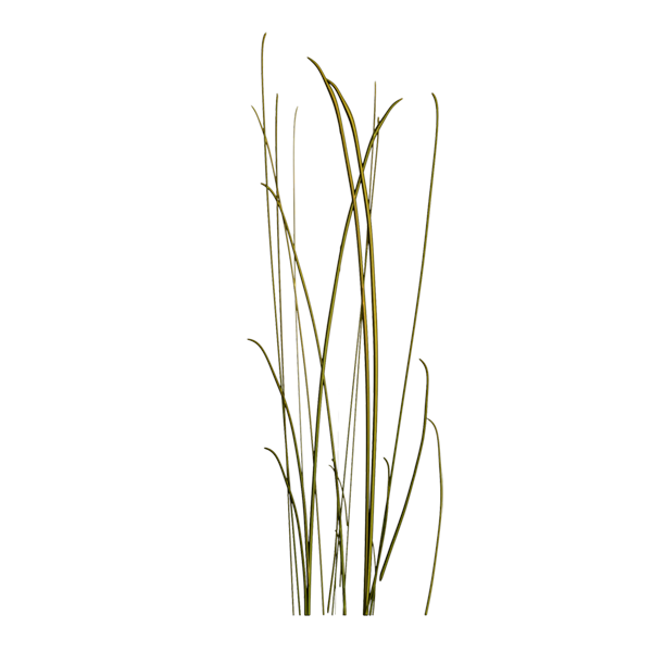 Long Grass Texture (Plane)