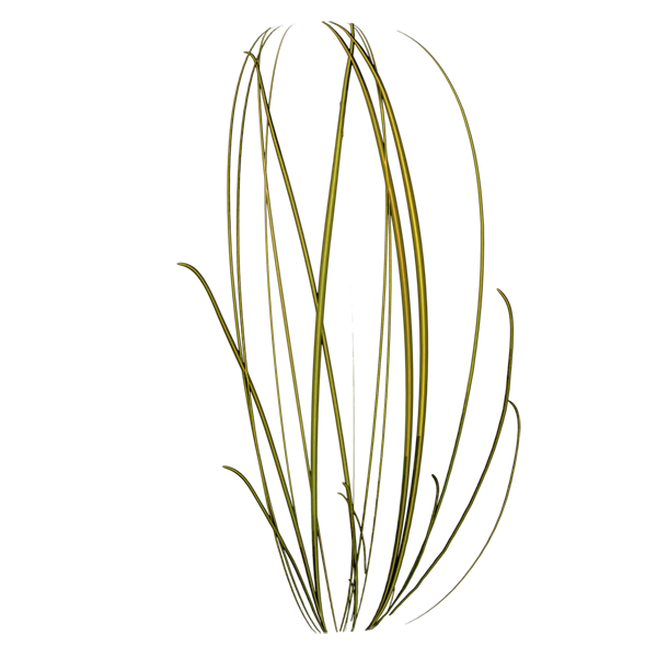 Long Grass Texture (Sphere)