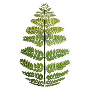 Fern Texture Generator