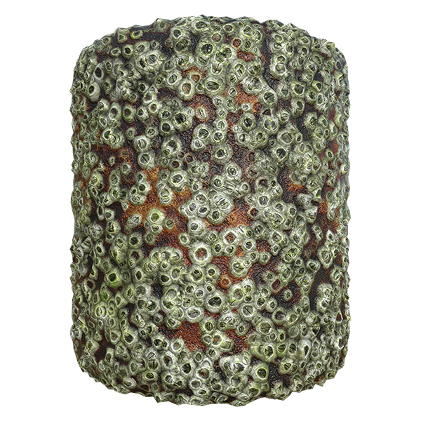 Seashore Rock Texture Covered by Barnacles (Cylinder)