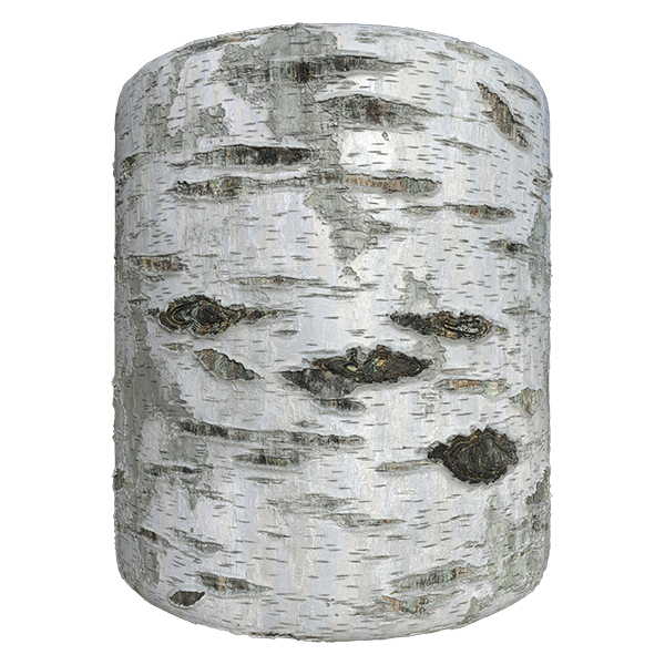 Birch Tree Bark Texture (Cylinder)