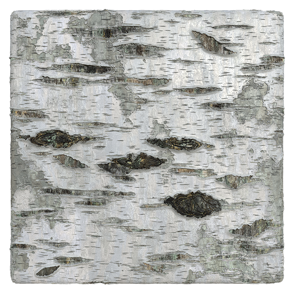 Birch Tree Bark Texture (Plane)