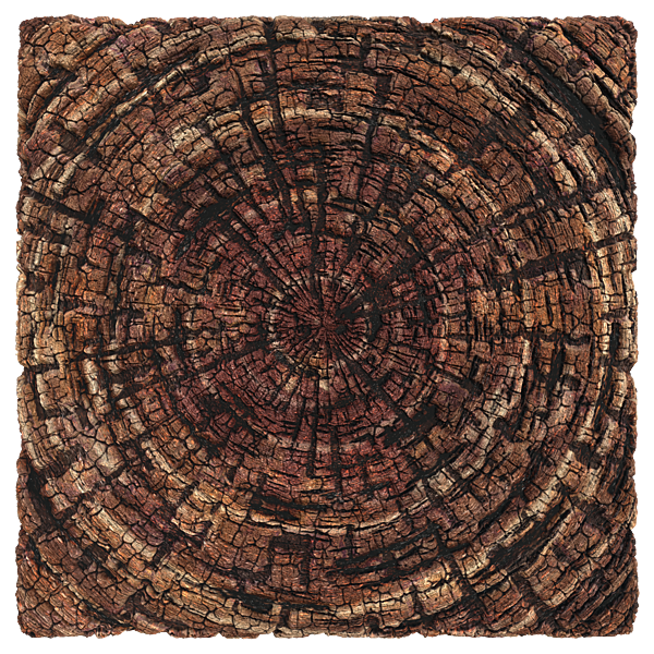 Cross Section of Wood Log Texture (Plane)