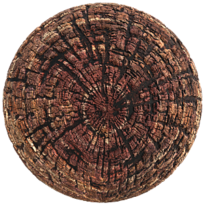 Cross Section of Wood Log Texture